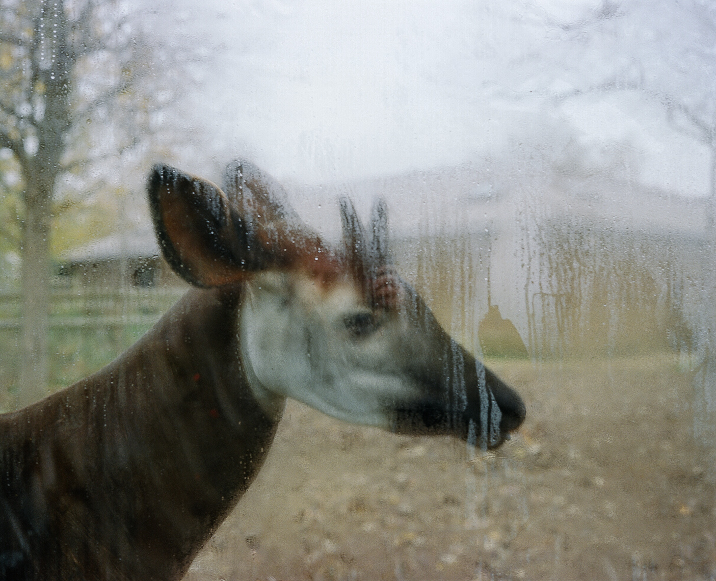 09_1110_01_07_zoo