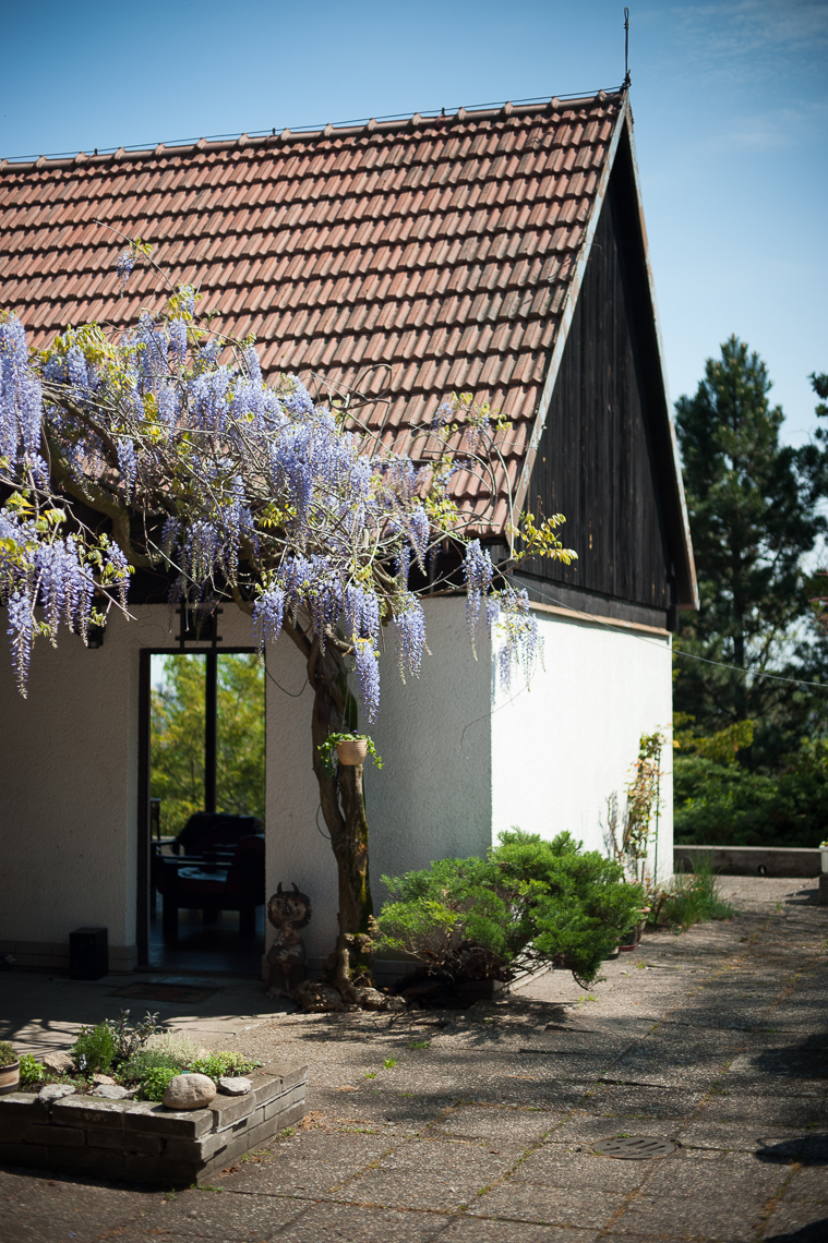 Cottage with tiled roof and wisteria archway